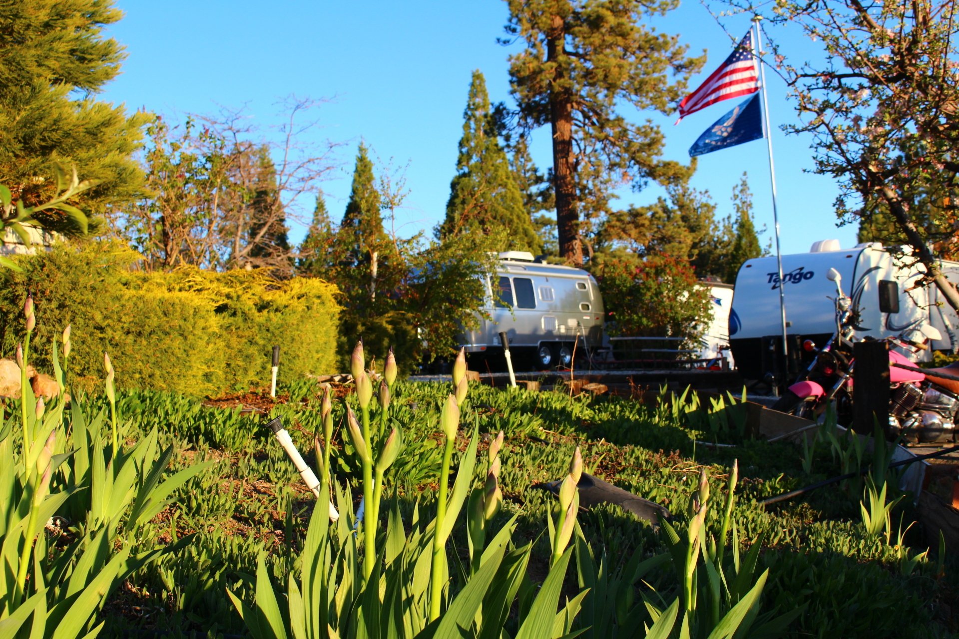 An Airstream and travel trailers among irises and pines at Holloway's RV Park